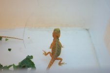 IMG_3981.jpg