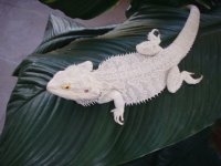 MaleLeucistic.jpg