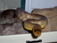 woma female head shot.JPG