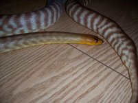 woma male close up.jpg