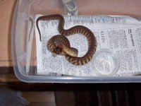 woma hatchling.JPG