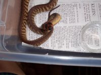 woma hatchling2.JPG