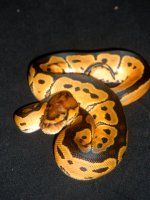 clownfem1.jpg