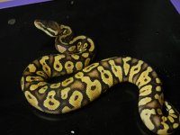 Pastel Yellowbelly Female.JPG