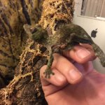 mossy1.jpg