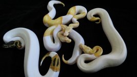 albino pieds.jpg