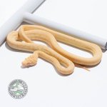 albino granite jag female.jpg