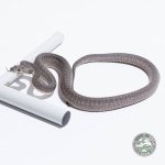 granite pos het axanthic.jpg