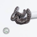 axanthic zebra male.jpg