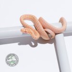 albino zebra jag male.jpg