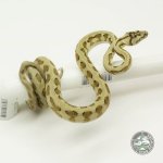 caramel jag het axanthic female.jpg