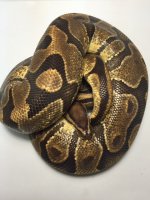 enchi.jpg