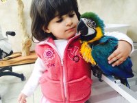 my macaw.JPG