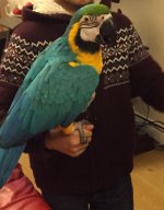 blue and gold macaw.JPG