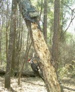 pileated_01.jpg