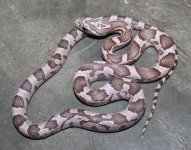 coral-ghost-3m-hvp-15.jpg