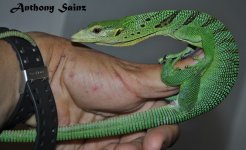 DSC_0434.JPG