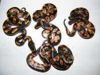 2016 osmosis calico x osmosis calico (3).jpg