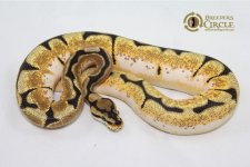 15DreambeeM4-250g.jpg