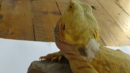 Cheech shed 11-1.jpg