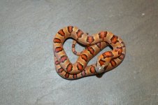 Female 5.jpg