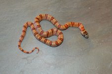 Female 4.jpg