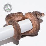 caramel granite female.jpg