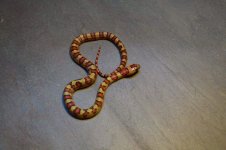 Aberrant Male 7.jpg