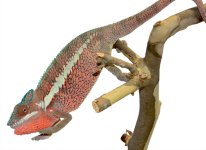 WC Ankaramy Male - Canvas Chameleons (1) Small.jpg