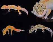 Fauna Photos 2.jpg