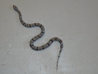 Aberrant RR Male 2.jpg