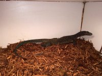 Blue Tail Monitor1.jpg