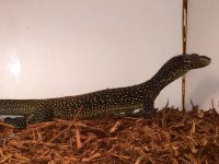 Blue Tail Monitor.jpg