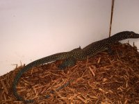 Blue Tail Monitor2.jpg