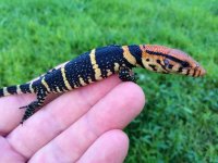 Dumerils Monitor1.jpg