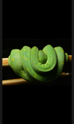 Screenshot_2015-12-26-12-18-50.png