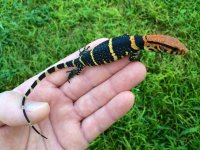 Dumerils Monitor.jpg