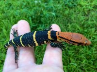 Dumerils Monitor2.jpg