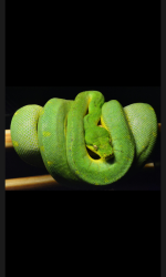 Screenshot_2015-12-26-12-19-06.png