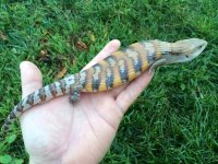 Northern Blue Tongue Skink.jpg