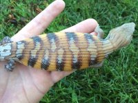 Northern Blue Tongue Skink1.jpg