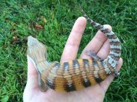 Northern Blue Tongue Skink2.jpg