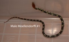 Male Moellendorffi #1.jpg