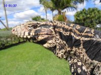 bw male 10 136 prince of 30inch lower box 3.JPG