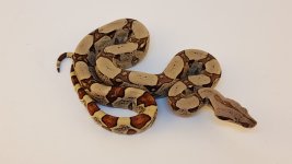 2016 Male Jungle 200 plus shipping Red1M.jpg