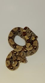 2016 Female Jungle 200 plus shipping.  Red2F.jpg