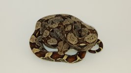 2016 Female Jungle 150 plus shipping.  Red3F.jpg