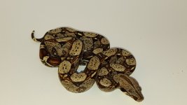 2016 Male Jungle 150 plus shipping Red4M.jpg
