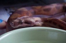 hypo Motley het albino.jpg