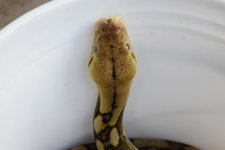 DSC_1172.jpg
